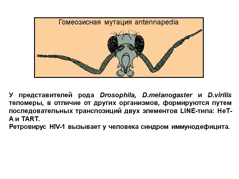 У представителей рода Drosophila, D.melanogaster и D.virilis теломеры, в отличие от других организмов, формируются
